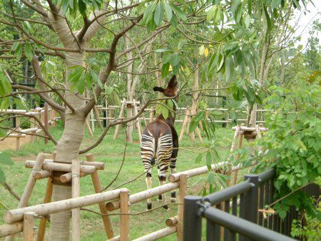 �I�J�s�iOkapi�j