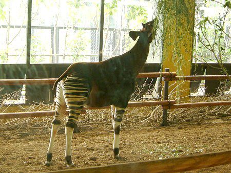 �I�J�s�iOkapi�j