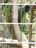 �_�X�L�[���g���iDusky Leaf monkey�j