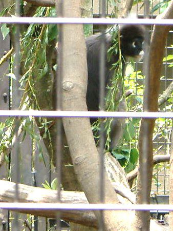 �_�X�L�[���g���iDusky Leaf monkey�j