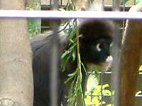 �_�X�L�[���g�� Dusky Leaf monkey�j