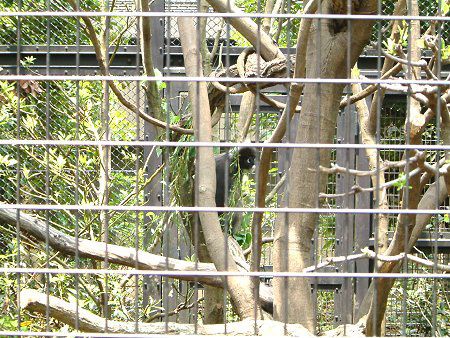 �_�X�L�[���g���iDusky Leaf monkey�j