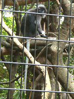�_�X�L�[���g���iDusky Leaf monkey�j