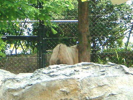 �S�[���f���^�[�L���iGolden takin�j
