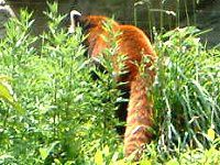 ���b�T�[�p���_�iLesser panda�j