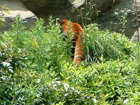 �V�Z�����b�T�[�p���_�i�l��Lesser panda�j