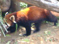 ���b�T�[�p���_ Lesser panda�j
