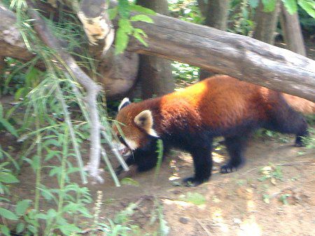�V�Z�����b�T�[�p���_�i�l��Lesser panda�j