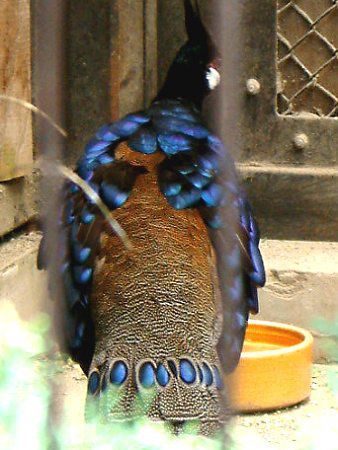 �p�������R�N�W���N���iPalawan Ppeacock�j