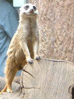�~�[�A�L���b�g(Meerkat)