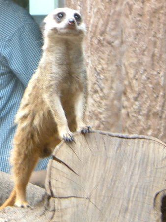 �~�[�A�L���b�g(Meerkat)