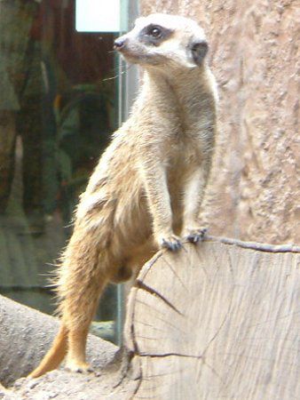 �~�[�A�L���b�g(Meerkat)