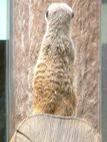 �~�[�A�L���b�g�iMeerkat�j