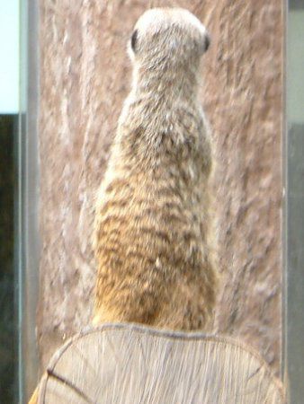 �~�[�A�L���b�g(Meerkat)