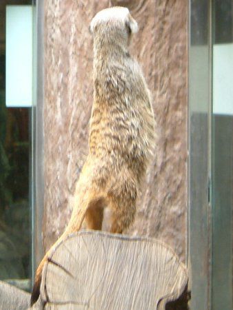 �~�[�A�L���b�g(Meerkat)
