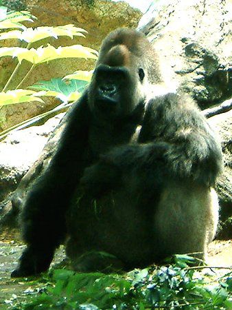 �S�����iGorilla�j