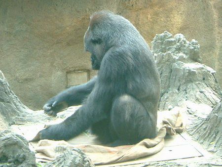 �S�����iGorilla�j