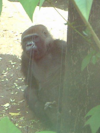 �S�����iGorilla�j