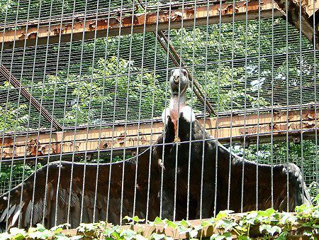 �R���h��(Condor)