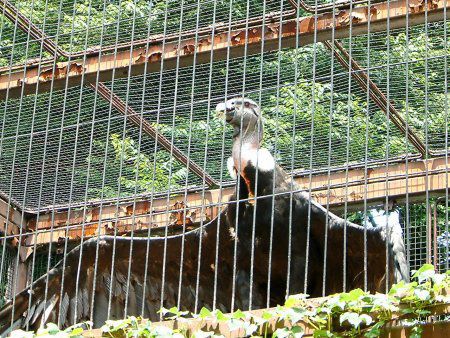 �R���h��(Condor)