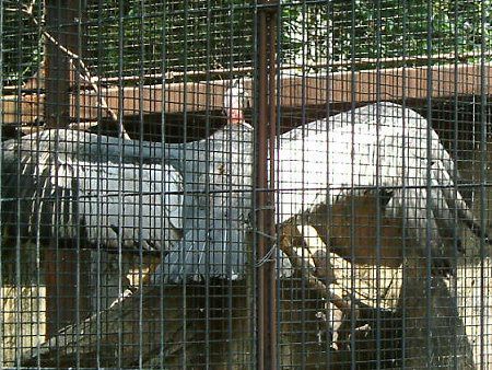 �R���h��(Condor)