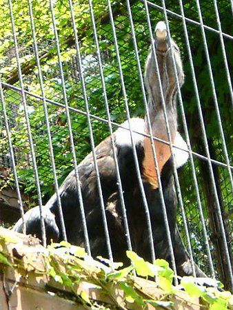 �R���h��(Condor)