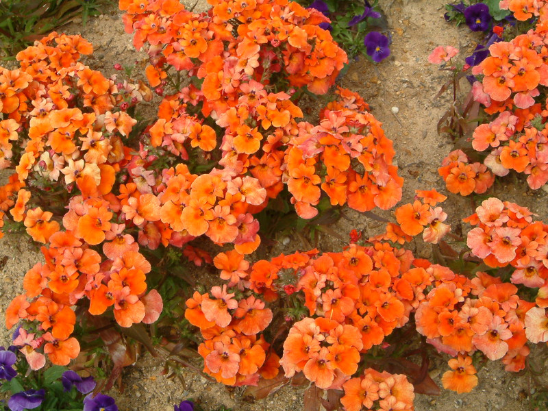 �l���V�A(Nemesia)