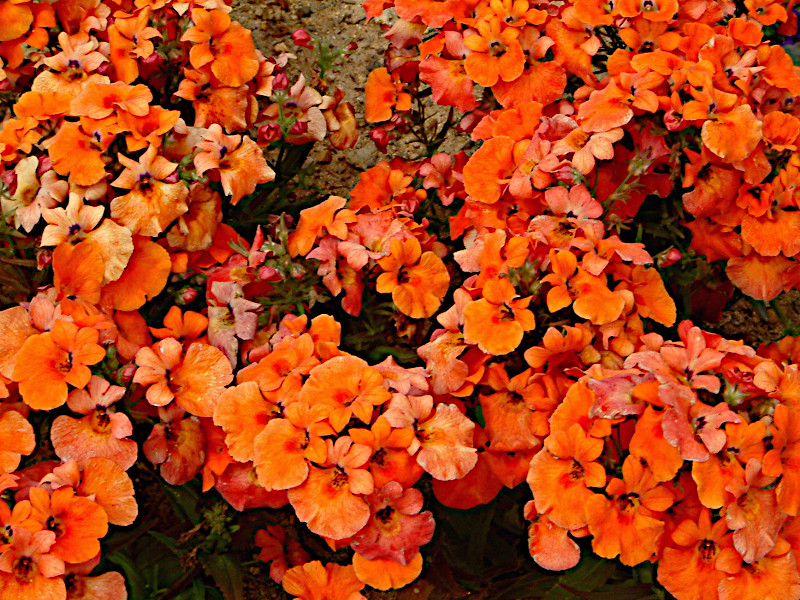 �l���V�A(Nemesia)