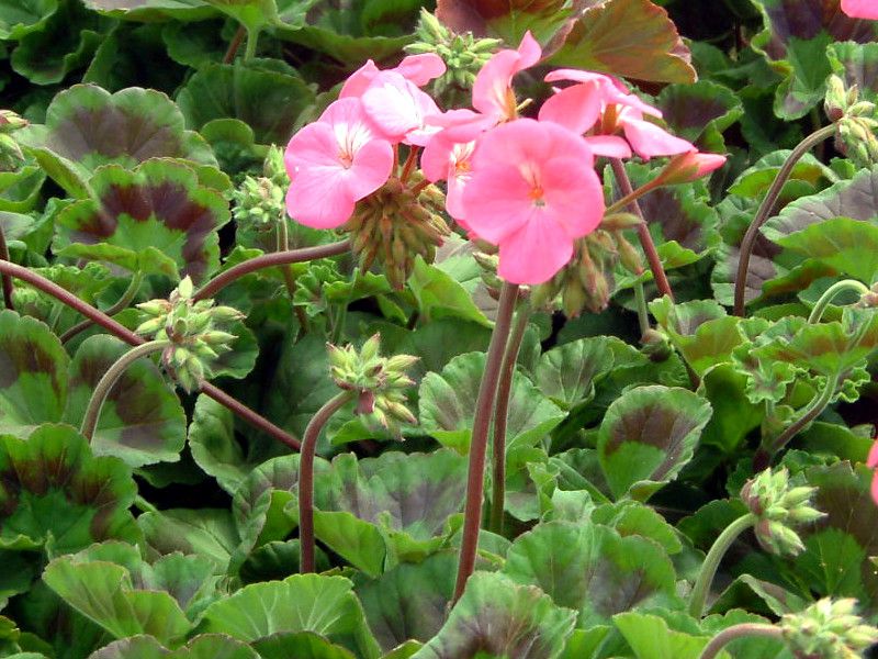 �[���j�E��(Geranium)