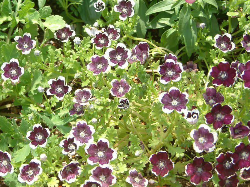 �l���t�B���E�}�N���[�^(Nemophila maculata