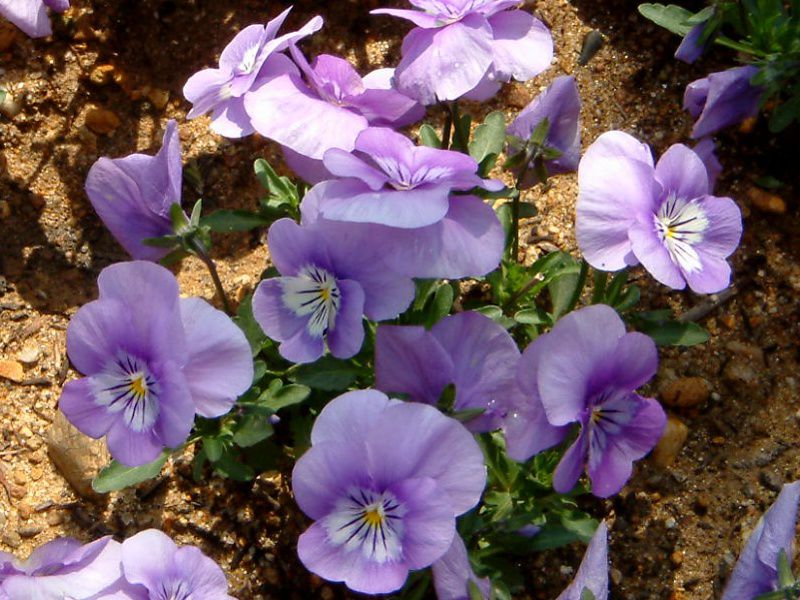 �r�I��(Viola)