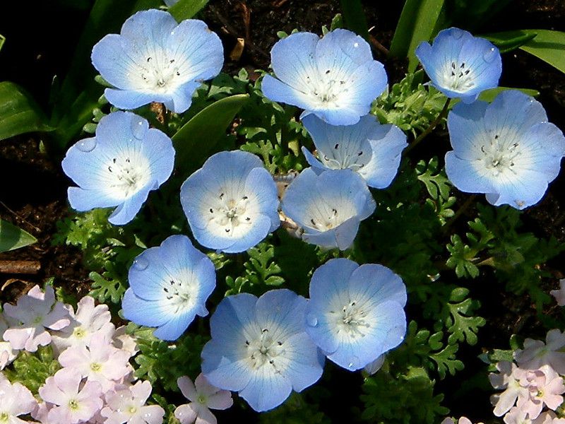 �l���t�B�������W�[�W�[�C���V�O�j�X�u���[(Nemophila menziesii Insignis blue)