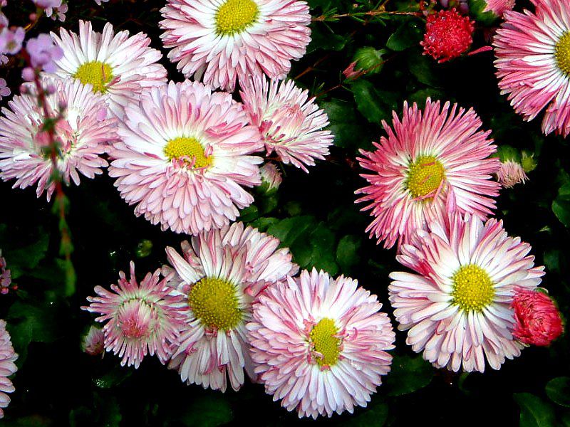 �f�[�W�[(Daisy)