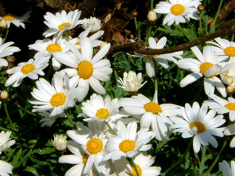 �}�[�K���b�g(Marguerit