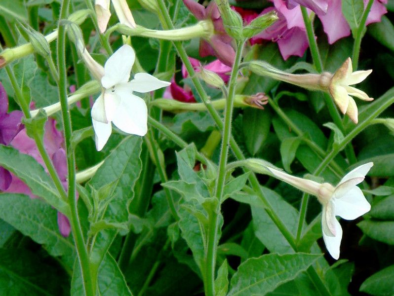 �j�R�`�A�i(Nicotiana)