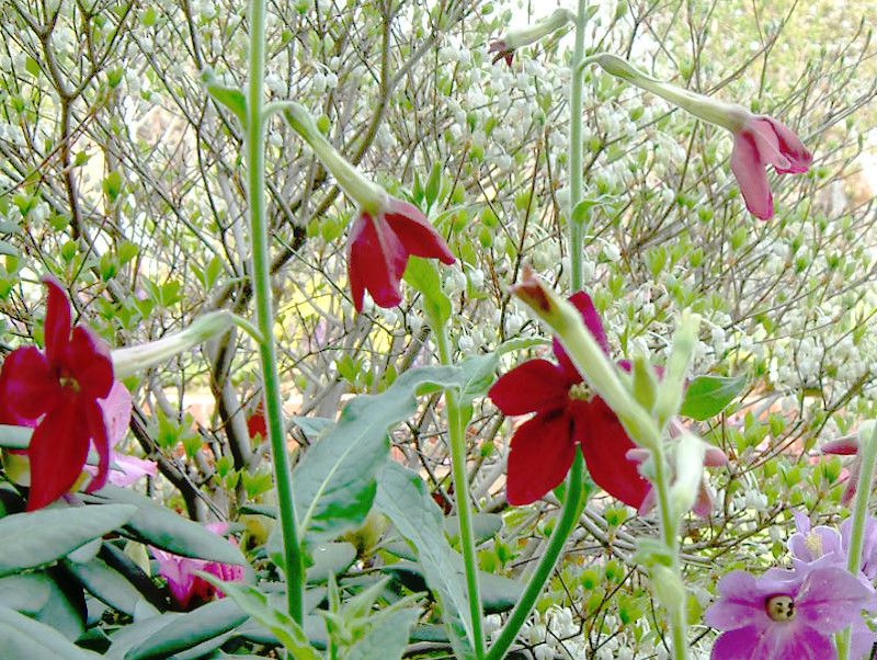 �j�R�`�A�i(Nicotiana)