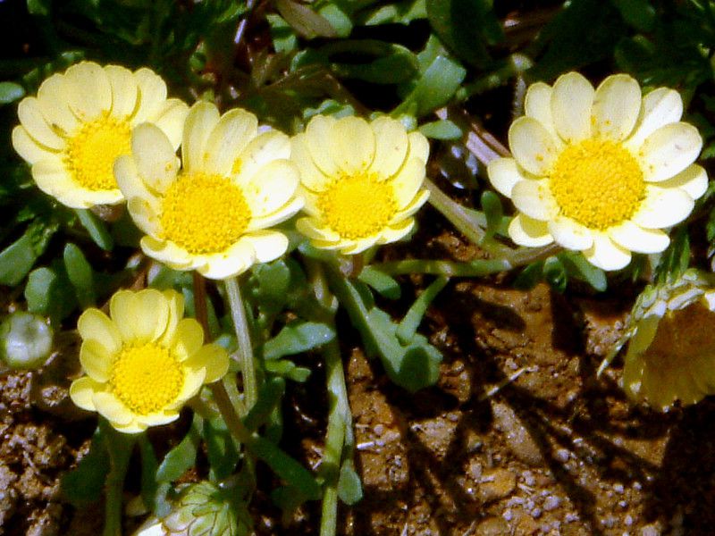 �N���T���Z�}���E�����`�R�[��(Chrysanthemum multicaule)