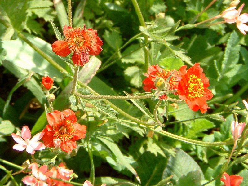 �Q�E��(Geum)