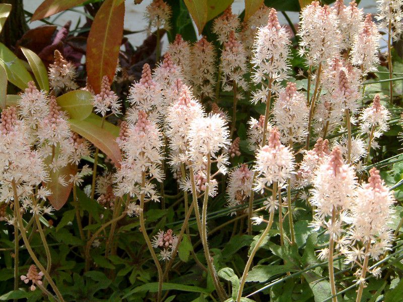�e�B�A���A '�X�v�����O�V���t�H�j�['(Tiarella 'Spring symphony')