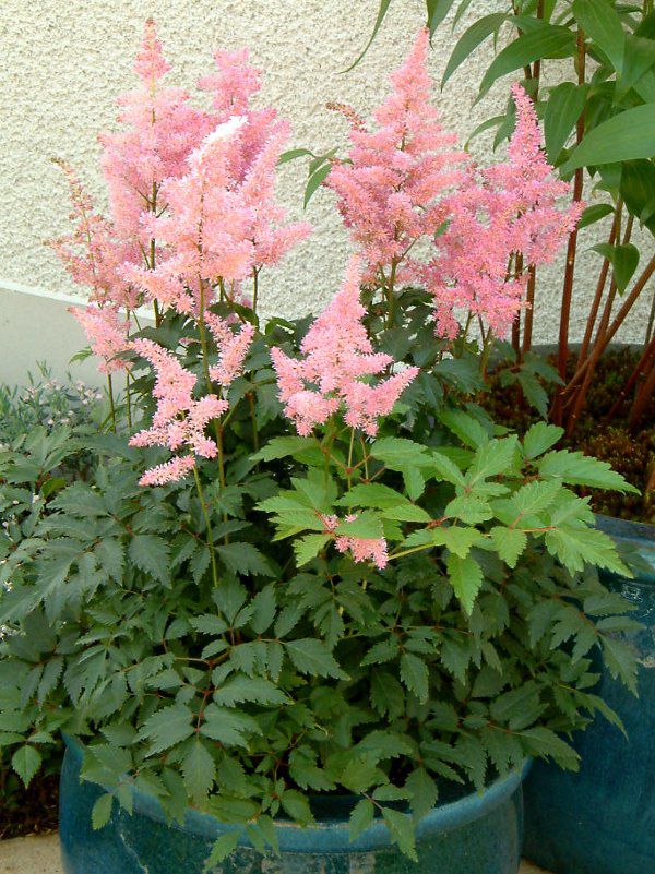 �A�X�`���x(Astilbe)