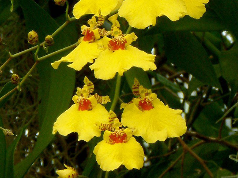 �I���V�W���E��(Oncidium)