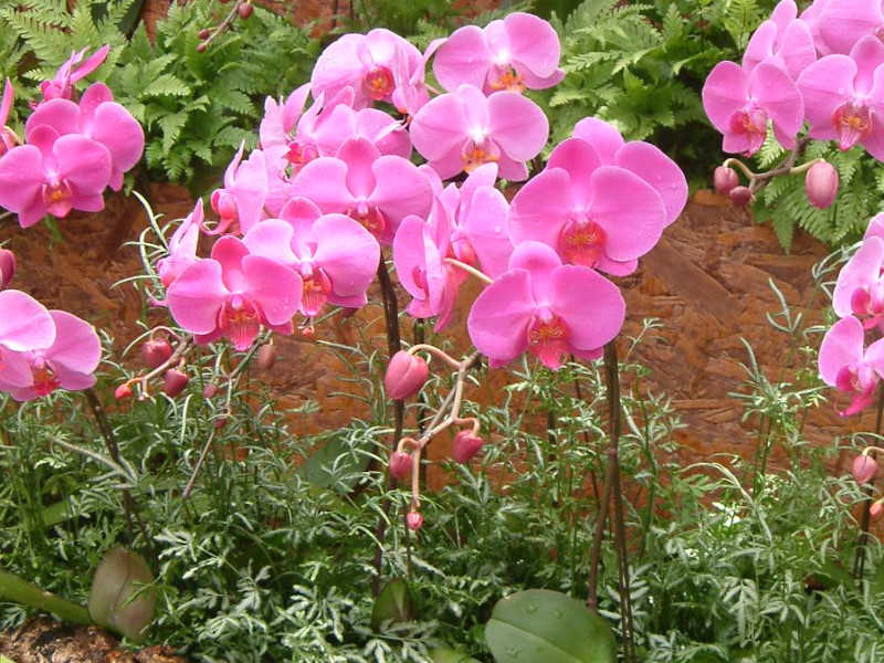 Phalaenopsis(�t�@���m�v�V�X)pink