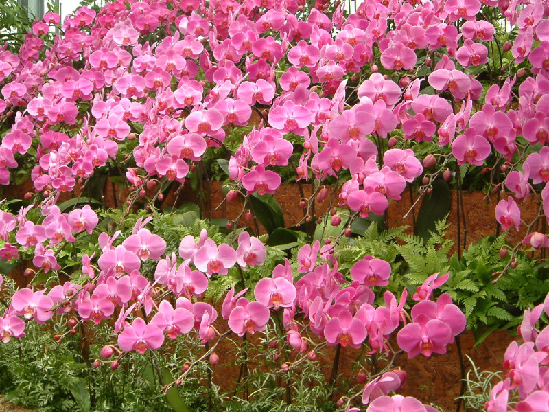 Phalaenopsis(�t�@���m�v�V�X)pink