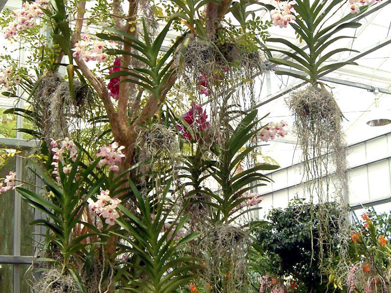 �G�A�[�v�����c(Air plants)