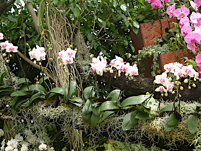 Phalaenopsis(�t�@���m�v�V�X)