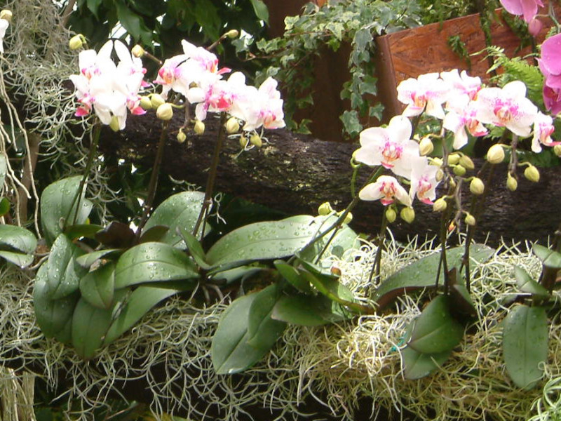 Phalaenopsis(�t�@���m�v�V�X)