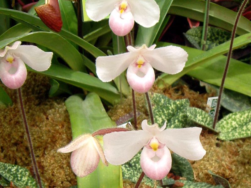 paphiopedilum-delenati