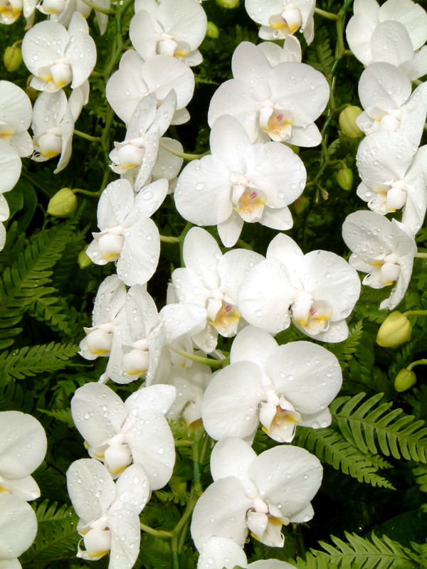 Phalaenopsis(�t�@���m�v�V�X)white