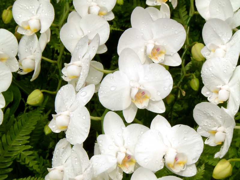 Phalaenopsis(�t�@���m�v�V�X)white