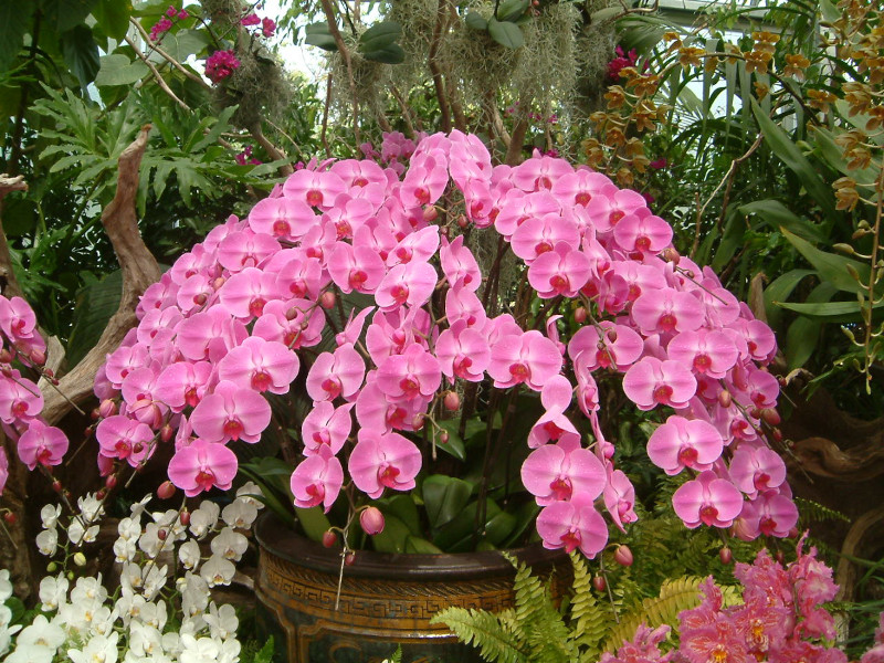 Phalaenopsis(�t�@���m�v�V�X)pink